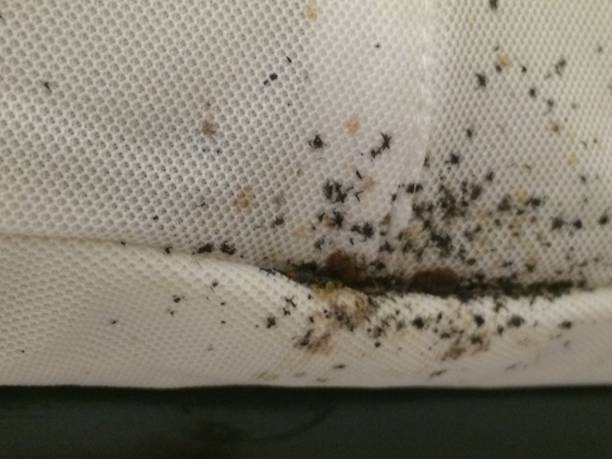 Bed bug infestations in a white mattress.